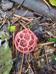 Clathrus natalensis