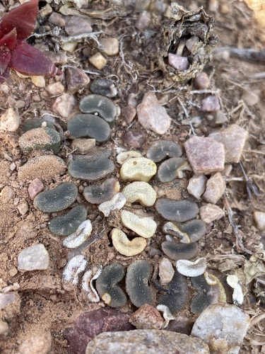 Haworthia truncata