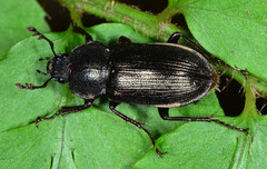 Platyceroides infernus