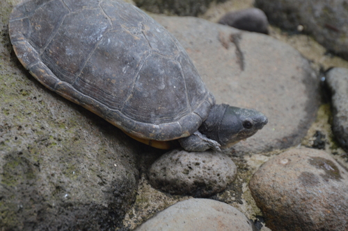 Herrera's Mud Turtle