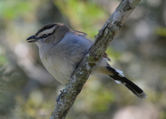 Tchagra australis
