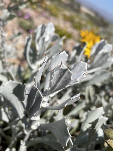 Image of Berkheya cuneata by (c) Matt Berger, some rights reserved (CC BY)