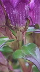 Gentianella germanica