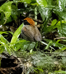 Conopophaga melanops