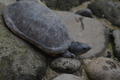 Kinosternon herrerai