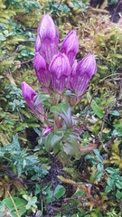 Gentianella germanica