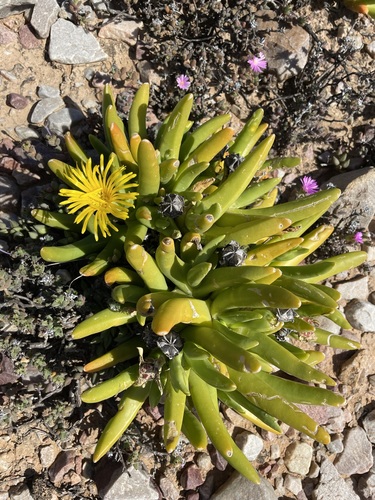 Glottiphyllum regium (Glottiphyllum regium)