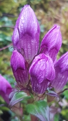 Gentianella germanica