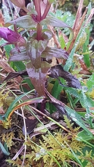 Gentianella germanica