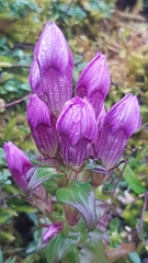 Gentianella germanica