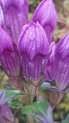Gentianella germanica
