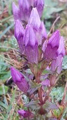 Gentianella germanica