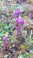 Gentianella germanica