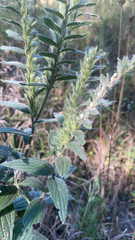 Lithospermum bejariense
