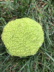 Maclura pomifera