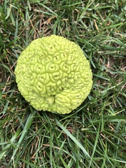 Maclura pomifera