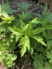 Anemonastrum canadense