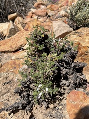 Pelargonium alternans alternans