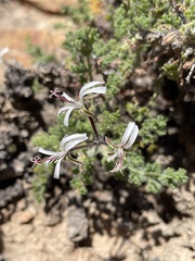 Pelargonium alternans alternans