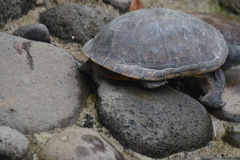 Kinosternon herrerai