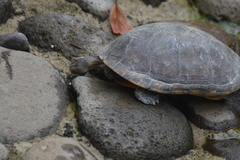 Kinosternon herrerai