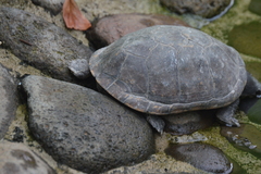 Kinosternon herrerai