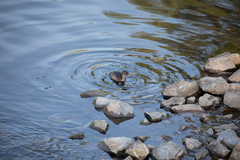 Tachybaptus ruficollis