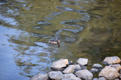 Tachybaptus ruficollis