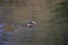 Tachybaptus ruficollis