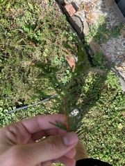Cupressus × leylandii