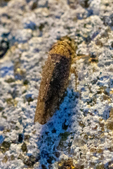 Paraphlepsius irroratus