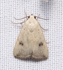 Micrathetis