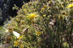 Cullumia setosa