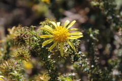 Cullumia setosa