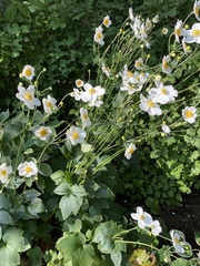 Eriocapitella × hybrida