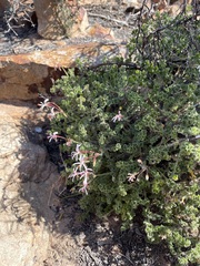 Pelargonium alternans alternans