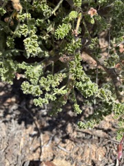 Pelargonium alternans alternans