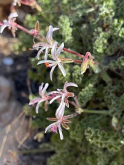 Pelargonium alternans alternans