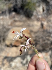 Pelargonium alternans alternans
