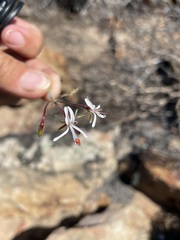Pelargonium alternans alternans