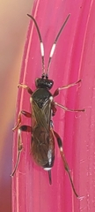 Vulgichneumon saturatorius