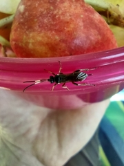 Vulgichneumon saturatorius