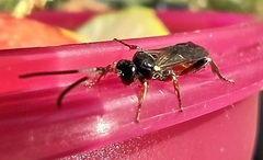 Vulgichneumon saturatorius
