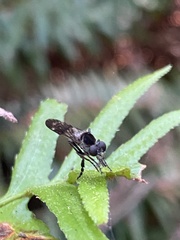 Nicocles