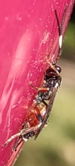 Vulgichneumon saturatorius