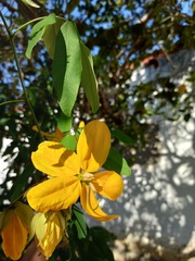 Senna splendida gloriosa