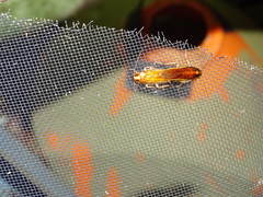 Ischnoptera bilunata