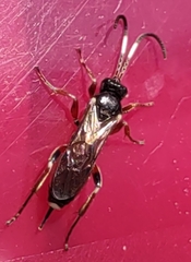 Vulgichneumon saturatorius