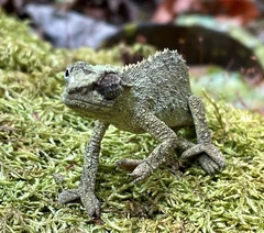 Rhampholeon platyceps