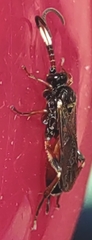 Vulgichneumon saturatorius